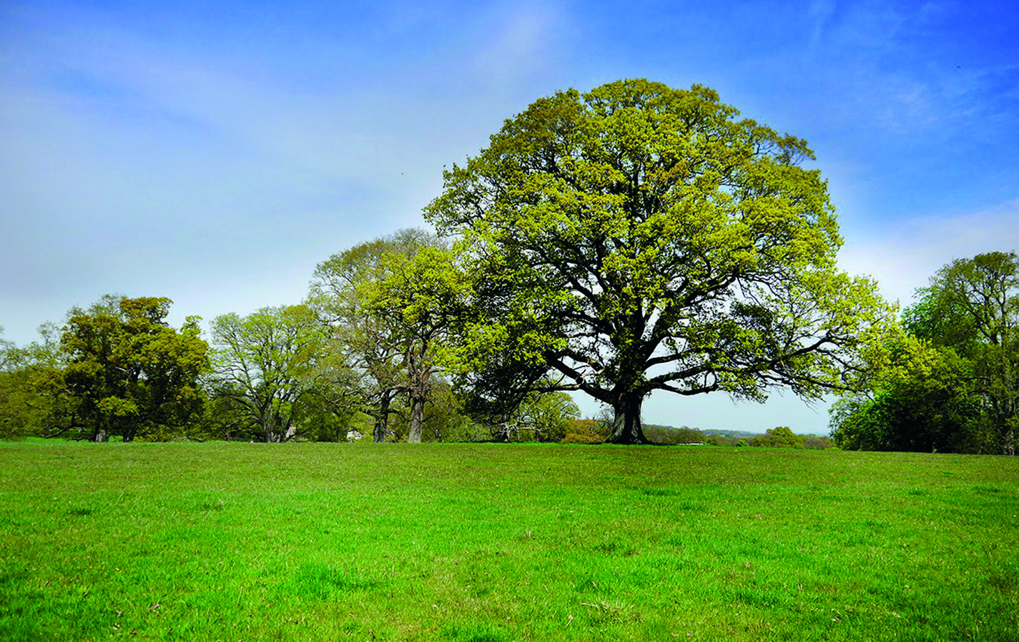 Oak Tree - Dorset Mental Health Forum