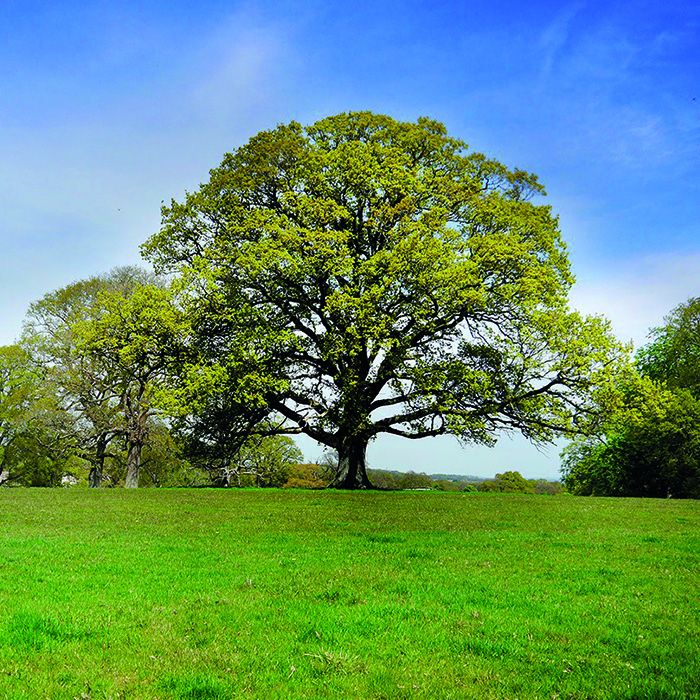 Oak Tree - Dorset Mental Health Forum
